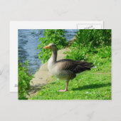 Greylag Goose Briefkaart (Voorkant / Achterkant)