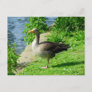 Greylag Goose Briefkaart