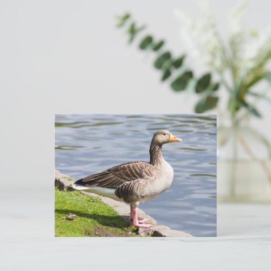 Greylag Goose Briefkaart (Staand voorkant)