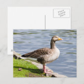 Greylag Goose Briefkaart (Voorkant / Achterkant)