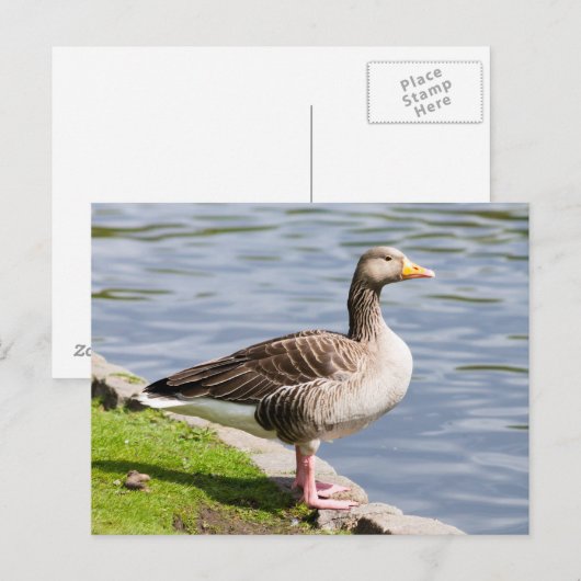 Greylag Goose Briefkaart (Voorkant / Achterkant)