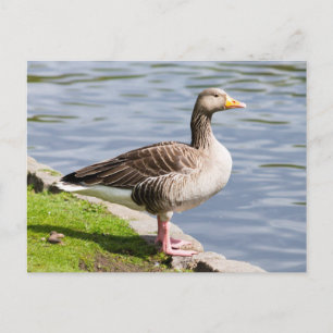 Greylag Goose Briefkaart