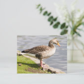 Greylag Goose Briefkaart (Staand voorkant)