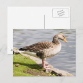 Greylag Goose Briefkaart (Voorkant / Achterkant)