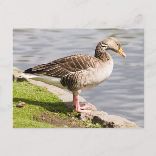 Greylag Goose Briefkaart (Voorkant)