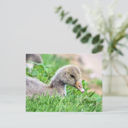 Greylag Goose Gosling Briefkaart (Staand voorkant)