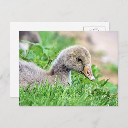 Greylag Goose Gosling Briefkaart (Voorkant / Achterkant)