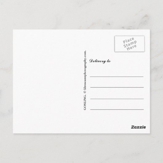 Greylag Goose Gosling Briefkaart (Achterkant)