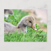 Greylag Goose Gosling Briefkaart (Voorkant)