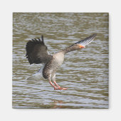 Greylag Goose Magneet (Voorkant)