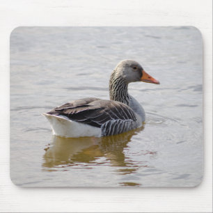 Greylag Goose Muismat