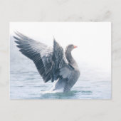 Greylag goose natuur foto feestdagenkaart (Voorkant)