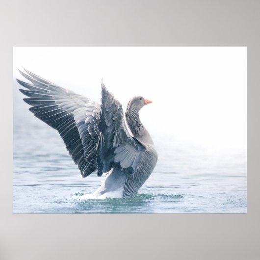 Greylag goose natuur foto poster (Voorkant)