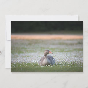 Greylag Goose Natuur Fotokaart