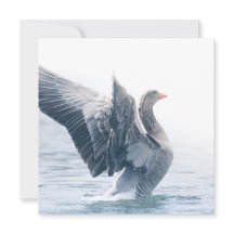 Greylag Goose Natuur Fotokaart
