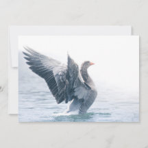 Greylag Goose Natuur Fotokaart