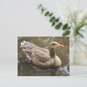Greylag Goose Roath Park Lake, Cardiff, Wales Pos Briefkaart (Staand voorkant)