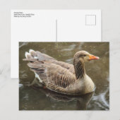 Greylag Goose Roath Park Lake, Cardiff, Wales Pos Briefkaart (Voorkant / Achterkant)