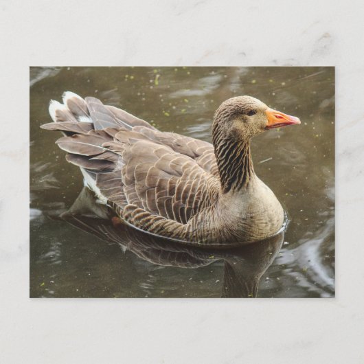 Greylag Goose Roath Park Lake, Cardiff, Wales Pos Briefkaart (Voorkant)