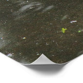 Greylag Goose Roath Park Lake, Cardiff, Wales Pos Poster (Hoek)