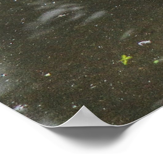 Greylag Goose Roath Park Lake, Cardiff, Wales Pos Poster (Hoek)