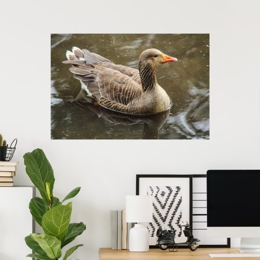 Greylag Goose Roath Park Lake, Cardiff, Wales Pos Poster (Thuiskantoor)
