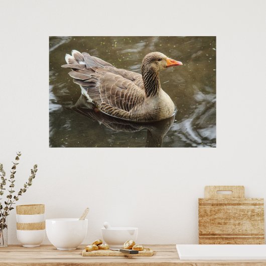 Greylag Goose Roath Park Lake, Cardiff, Wales Pos Poster (Keuken)