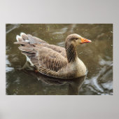 Greylag Goose Roath Park Lake, Cardiff, Wales Pos Poster (Voorkant)