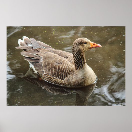 Greylag Goose Roath Park Lake, Cardiff, Wales Pos Poster (Voorkant)
