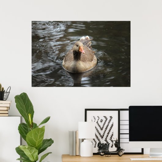 Greylag Goose Roath Park Lake, Cardiff, Wales Pos Poster (Thuiskantoor)