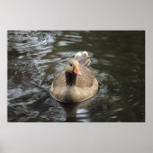 Greylag Goose Roath Park Lake, Cardiff, Wales Pos Poster (Voorkant)