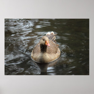 Greylag Goose Roath Park Lake, Cardiff, Wales Pos Poster