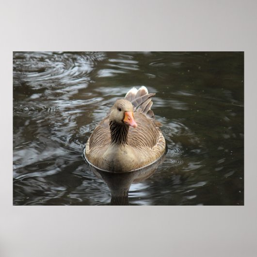 Greylag Goose Roath Park Lake, Cardiff, Wales Pos Poster (Voorkant)