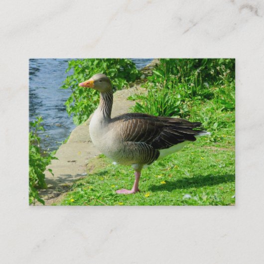 Greylag Goose Visitekaartje (Voorkant)