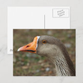 Greylag Swan Goose Cross Briefkaart (Voorkant / Achterkant)