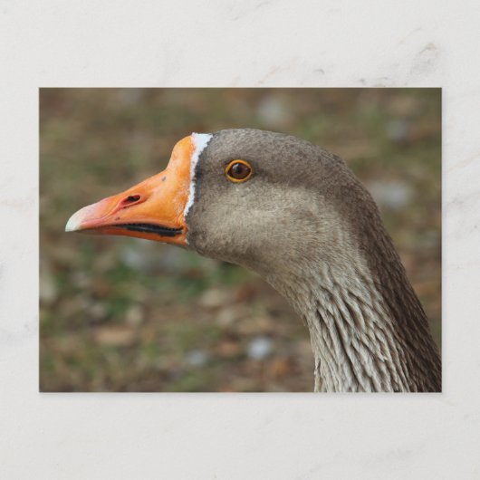 Greylag Swan Goose Cross Briefkaart (Voorkant)