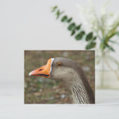 Greylag Swan Goose Cross Briefkaart (Staand voorkant)