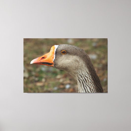 Greylag Swan Goose Cross Canvas Afdruk (Voorkant)