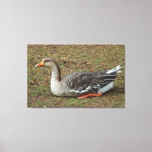 Greylag Swan Goose Cross Canvas Afdruk