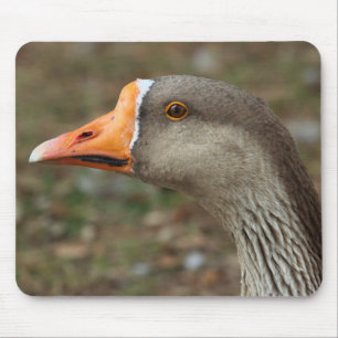 Greylag Swan Goose Cross Muismat