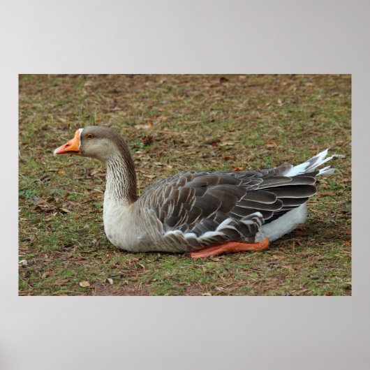 Greylag Swan Goose Cross Poster (Voorkant)