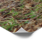 Greylag Swan Goose Cross Poster (Hoek)