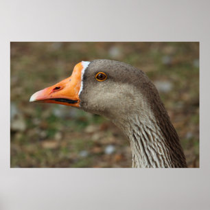 Greylag Swan Goose Cross Poster