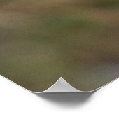 Greylag Swan Goose Cross Poster (Hoek)