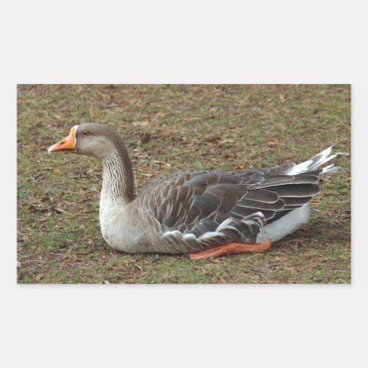 Greylag Swan Goose Cross Rechthoekige Sticker (Voorkant)