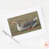 Greylag Swan Goose Cross Rechthoekige Sticker (Envelop)