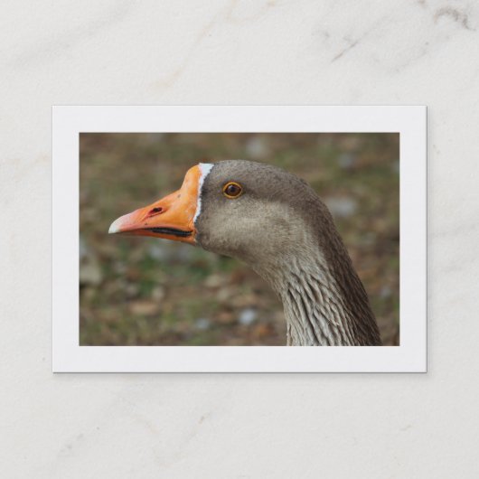 Greylag Swan Goose Cross Visitekaartje (Voorkant)