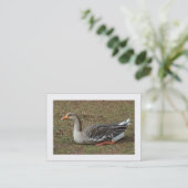 Greylag Swan Goose Cross Visitekaartje (Staand voorkant)