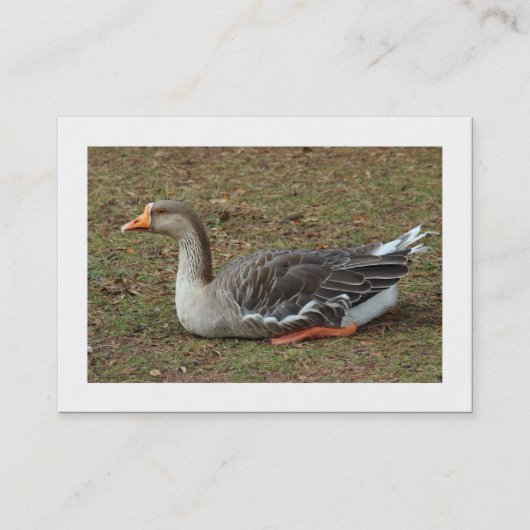 Greylag Swan Goose Cross Visitekaartje (Voorkant)