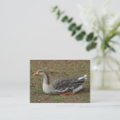 Greylag Swan Goose Cross Visitekaartje (Staand voorkant)